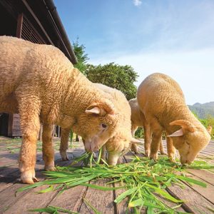 FurGuard Odor Eliminator