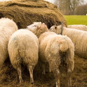 CanineDigest Digestive Enzymes