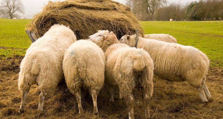 CanineDigest Digestive Enzymes