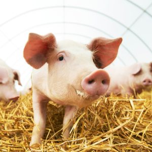 VetCare Paw Protector