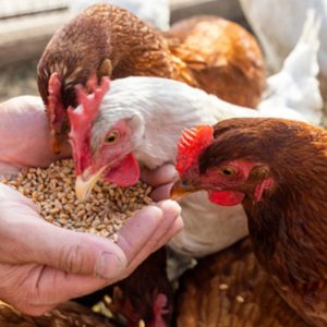 PawBoost Nail Clipper